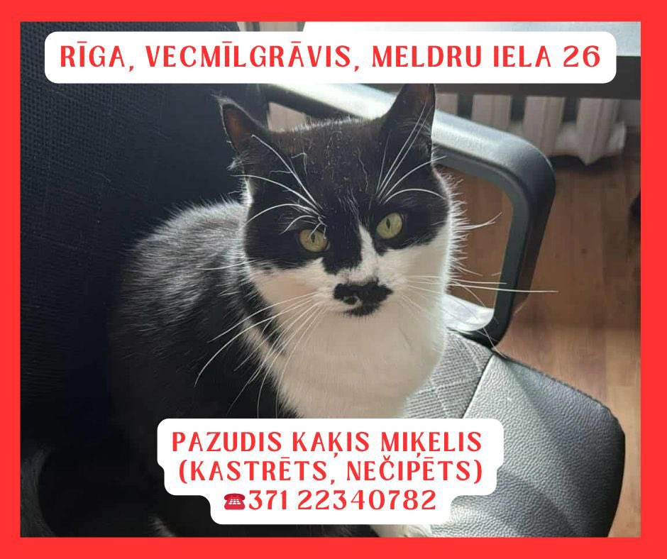 ‼️ Rīga, Vecmīlgrāvis, Meldru iela 26: pazudis kaķis ‼️

Runcītis ataucas uz vārdu Miķelis - ir draudzīgs, bet sākumā noteikti būs bailīgs un nedosies rokās tik viegli. 
Kastrēts, nav čipēts.

☎️ Lūdzam zvanīt jebkurā laikā 22340782. 

Būsim ļoti pateicīgi ja izdodās
