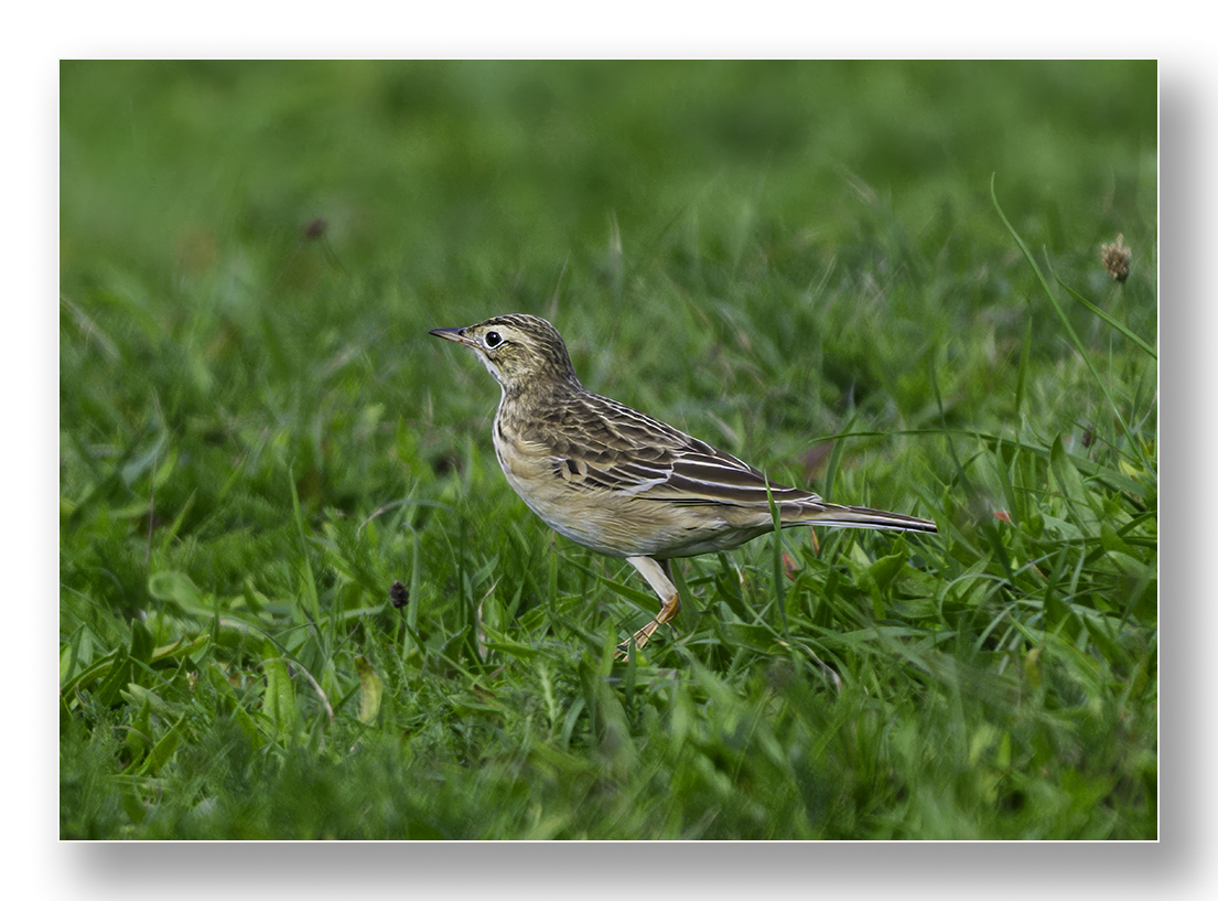 barnard_ian's tweet photo. Richard's Pipit, Lighthouse Field, St Agnes https://t.co/g9kkFSYRgW