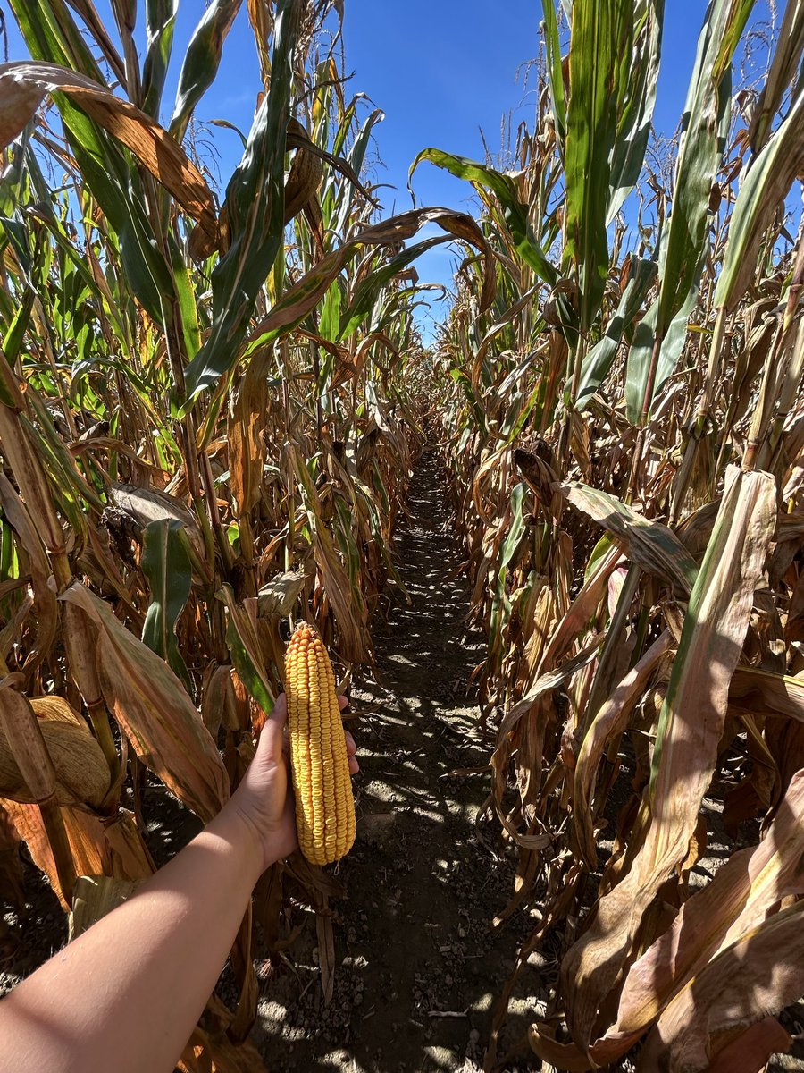 Amanda Hermans tweet media