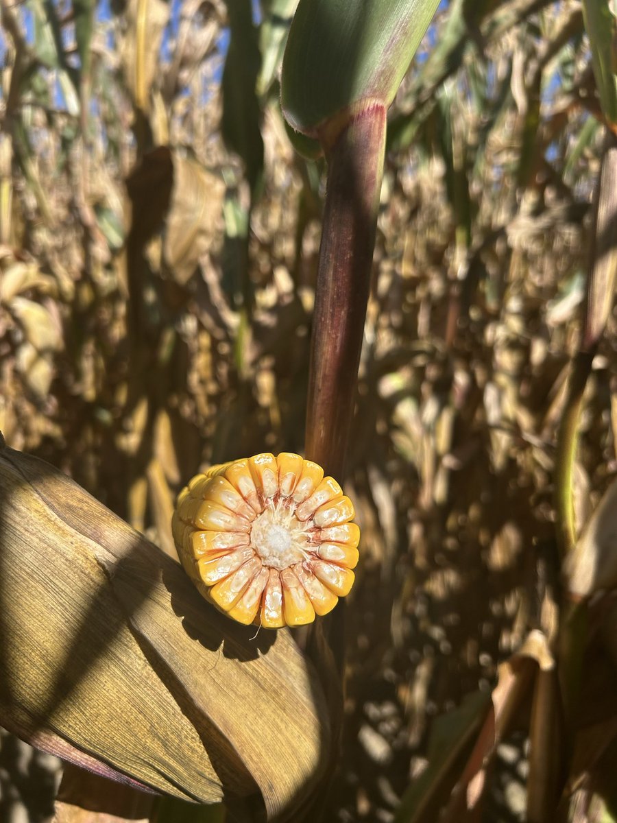 Amanda Hermans tweet media