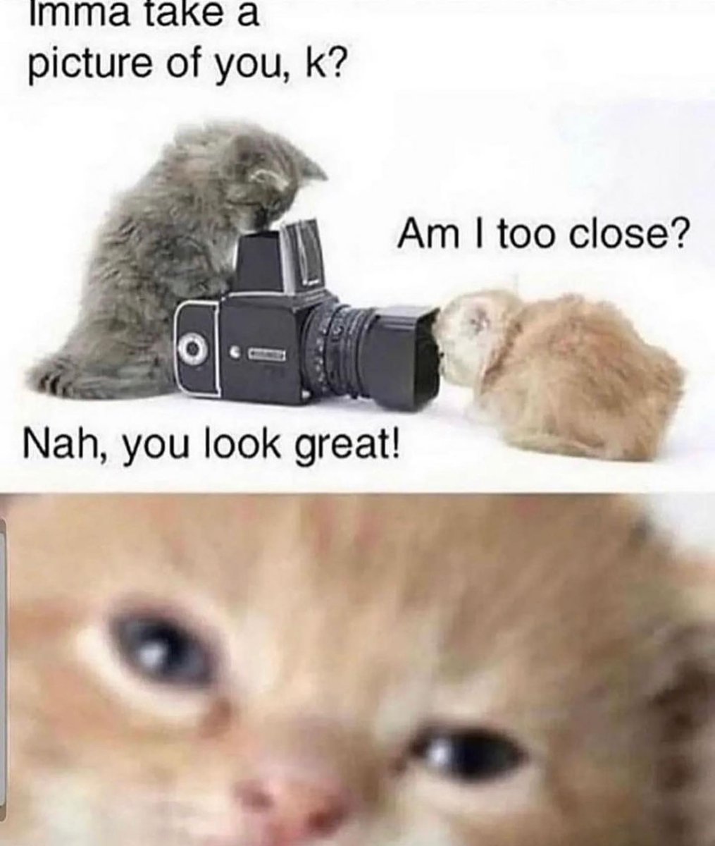 PunchingCat tweet picture