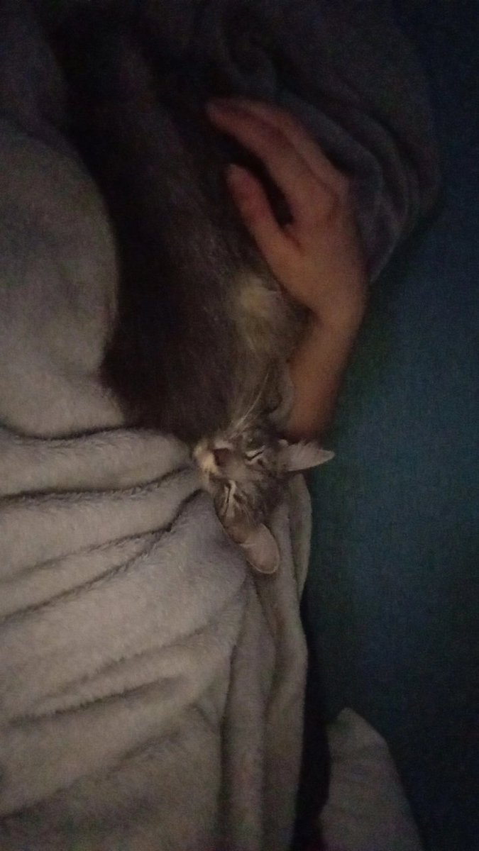 con valen adoptamos una gatita