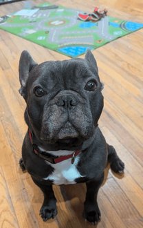 KeithOlbermann's tweet image. GEORGY IS MISSING IN BROOKLYN: Last seen at Gates Ave and Nostrand Ave, he's 45 pounds and chipped: 
985113004979749. If you've seen or found him please call 888-466-3242 and PLEASE RT GEORGY!