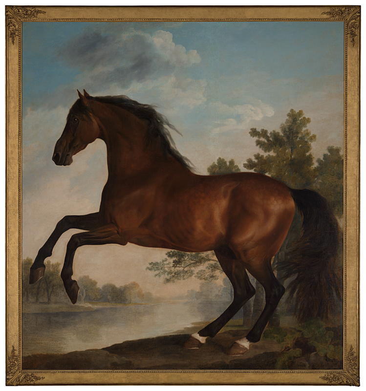 JANUSZCZAK's tweet image. The National Gallery has just announced that its Stubbs exhibition next year will focus on this LIFE SIZE (!) painting of Scrub, a racehorse owned by the Marquess of Rockingham who also owned the famous Whistlejacket. It's in a private collection. Only seen in public once before.