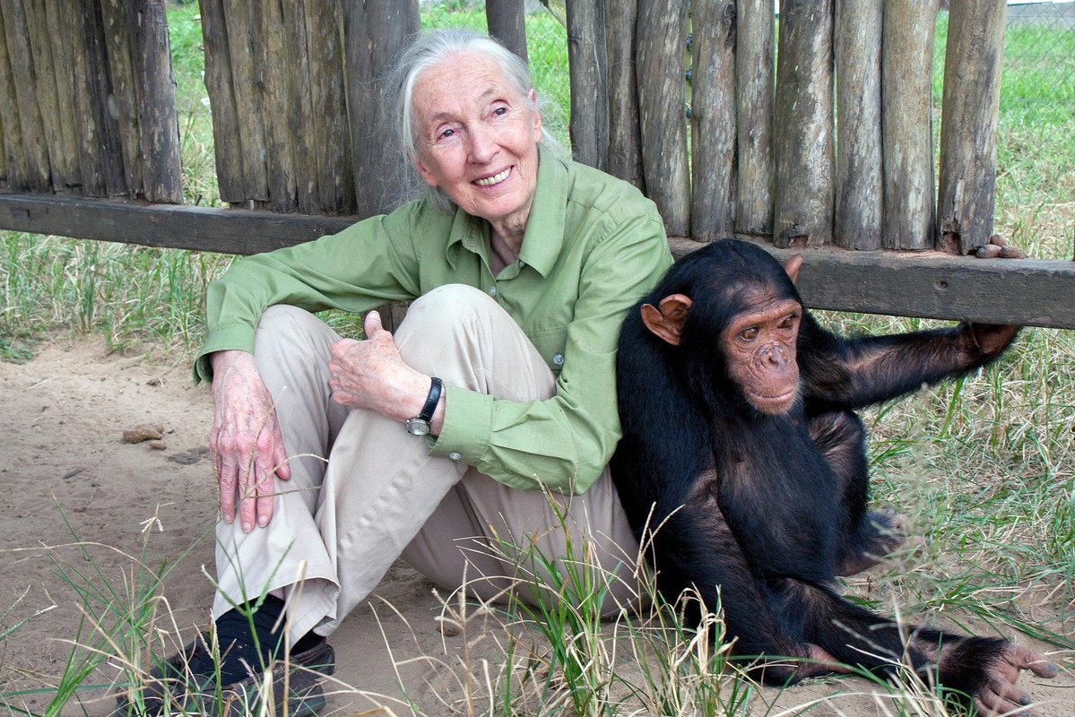 yashar's tweet image. BREAKING
Dr. Jane Goodall has died. She was 91.
It is impossible to sum up the impact she has had on our world and on science in a social media post.
She lived a long and incredible life but I am devastated.
Full Story: bit.ly/4pPcNFH