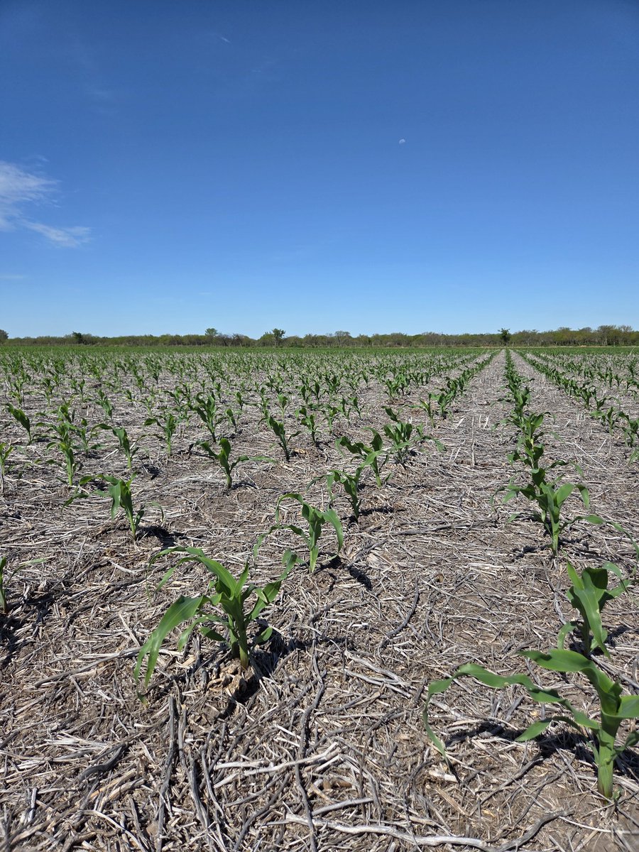 agro_86's tweet photo. Haciéndole honor al nombre ST9939🌽 https://t.co/zLcj0zjXIO