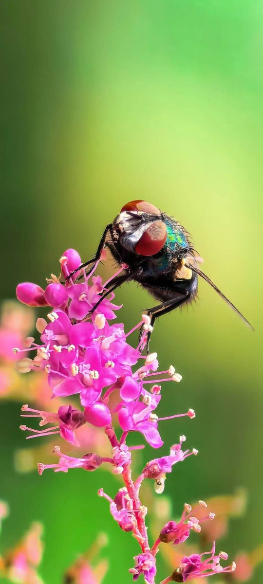能不能看出来有多少只复眼