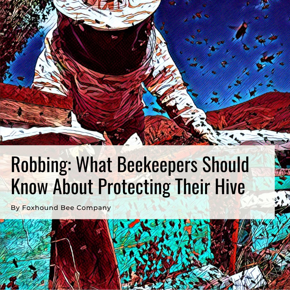 FoxhoundBeeCo's tweet image. Did you know that robbing happens more in the late summer and fall
 
Know what causes this and how to stop it. Read our blog: bit.ly/3puZUTb 
 
#foxhoundbeeco #beekeepingtips #beekeeping #robbing #beehives
