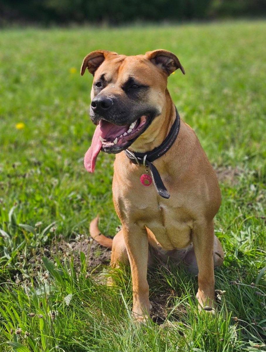millypod1's tweet photo. NALA HOME SAFE. THANKS FOR RT's 😊🐕🐾

🆘29 SEPT 2025 #Lost Nala #ScanMe
Tan Bulldog Cross Female 
#ApperleyBridge #Bradford #BD10 #WestYorkshire 
https://t.co/K31sByCTth https://t.co/TMs0ZEem7h