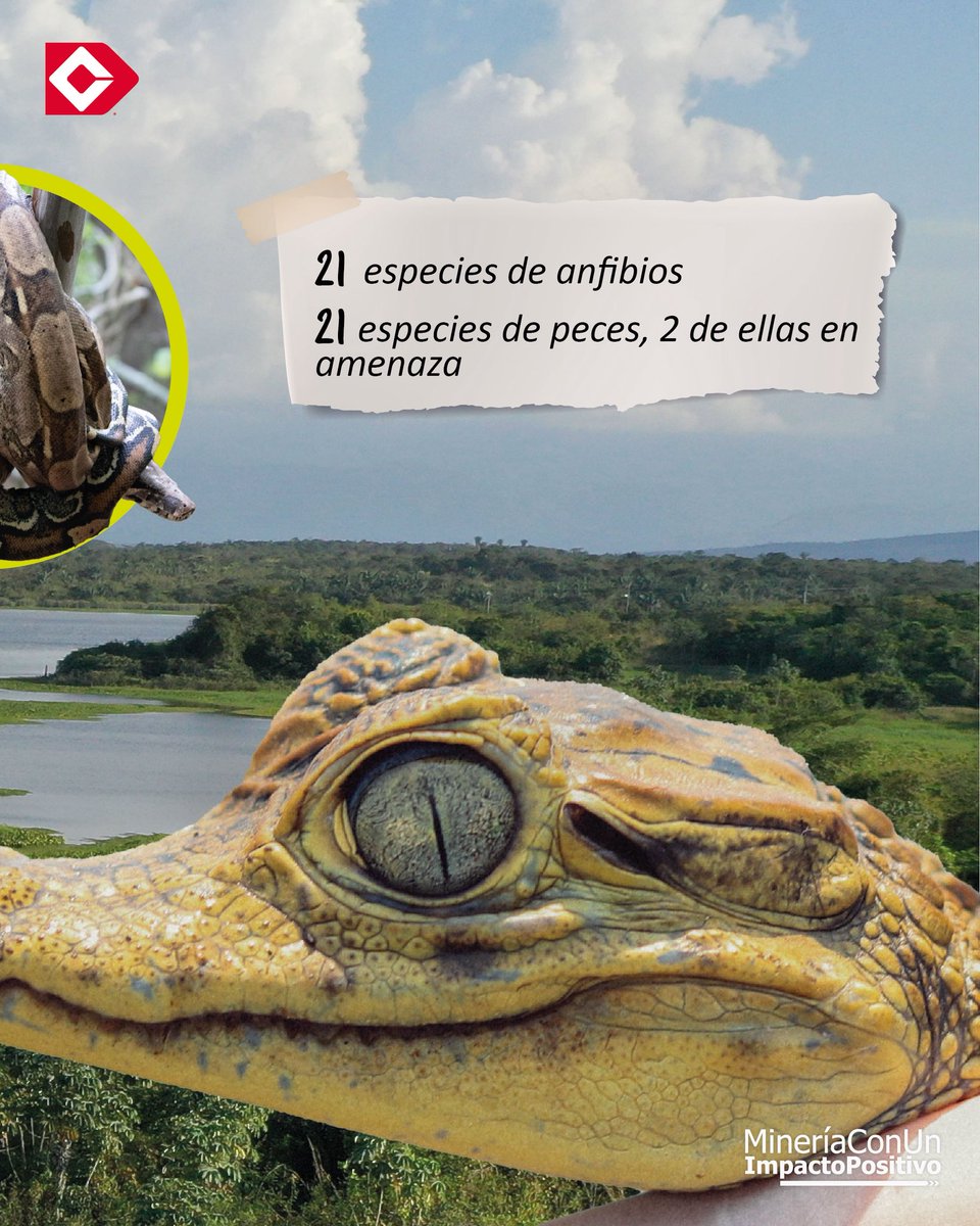 🐍🐢🐟#MineríaParaElDesarrollo| ¡Nuestro #EmbalsePaujil es un refugio vital para la biodiversidad! Conoce las especies de fauna que se pueden encontrar en este…