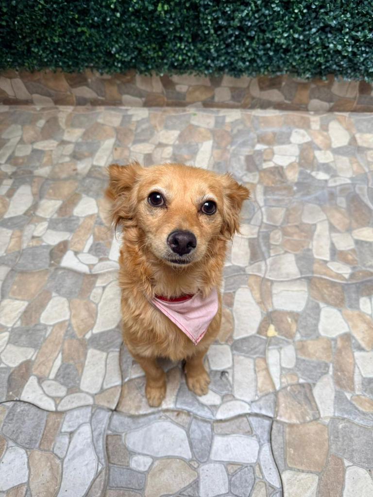 Hoy es el día perfecto para adoptar a Kelly , es talla chica, 2 años, amigable con otros perros 
Es muy preciosa 💎 
Anímate!
#AdoptaNoCompres #CiudadDeMéxico
Wats 5548724347