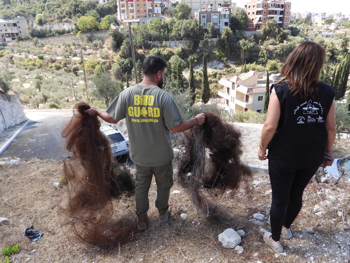 A major victory for the millions of birds migrating over Lebanon! 🐦

This huge Barja trapping site is GONE. Every net, every piece of equipment confiscated.

We’re submitting a case file against the landowner &amp; continuing spot checks all season.
