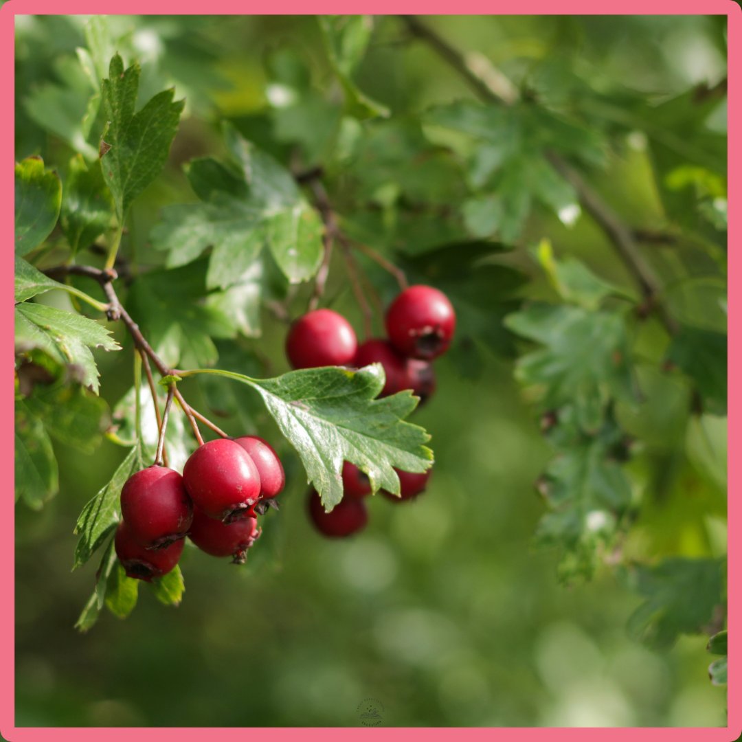 jbalaena's tweet image. ‘Hawthorn’ is one of the oldest English tree names. Originally a ‘hedge-thorn’, it later gave its name to the fruit: a haw. Across Europe, names like meidoorn, biancospino and aubépine echo its thorns and blossom.
More here: bit.ly/GEEwords
#hawthorn #etymology #hedgerow