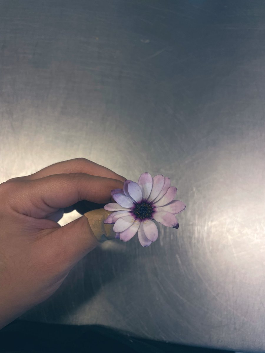 micaggodi's tweet photo. El chico que me gusta me dió esta flor hoy cuando llegó al trabajo y casi me morí https://t.co/8NWFH4xEIr
