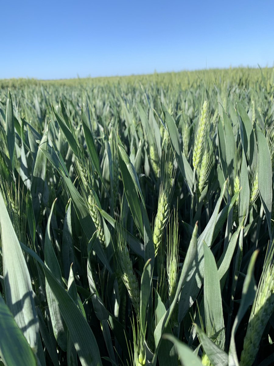 Great to attend AgGrow Agronomy <a href="/agrobaz/">Barry Haskins</a> variety trial walk Tuesday. Great to also see Triple 2 mid-quick winter wheat at Hillston irrigated site. Option for those irrigators in region looking for strong disease resistance, proven grain yield &amp; access to feed markets <a href="/AGF_Seeds/">AGF Seeds</a>