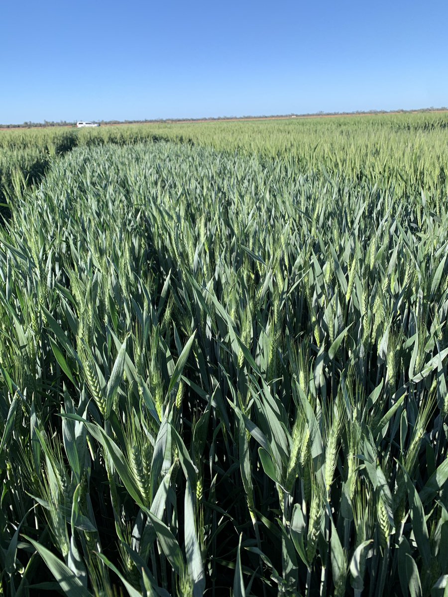 Brendan Torpy tweet media