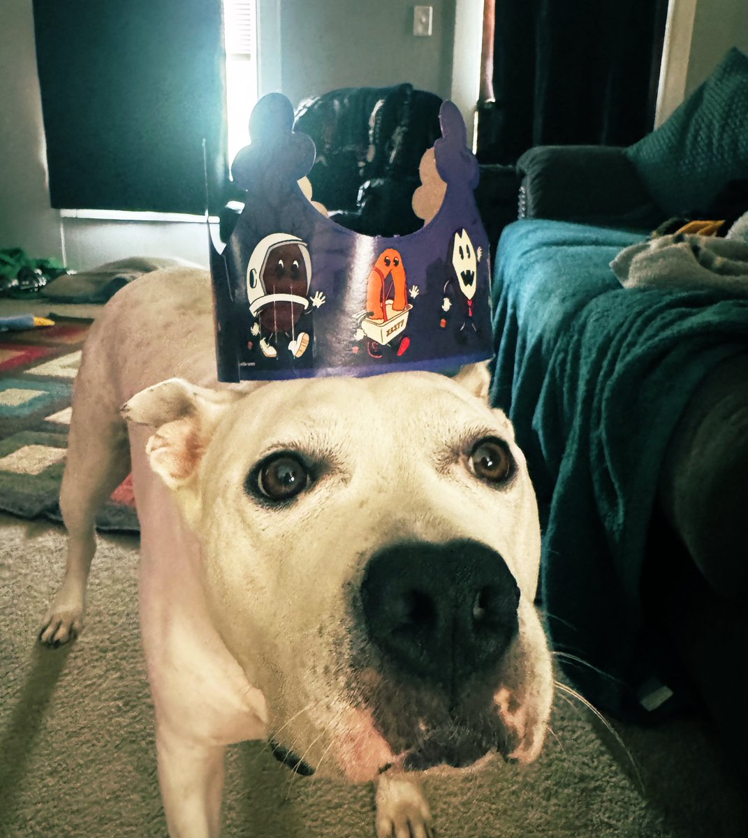 If you see this dog boarding a plane, please contact me. He’s about to ruin the rest of his life.