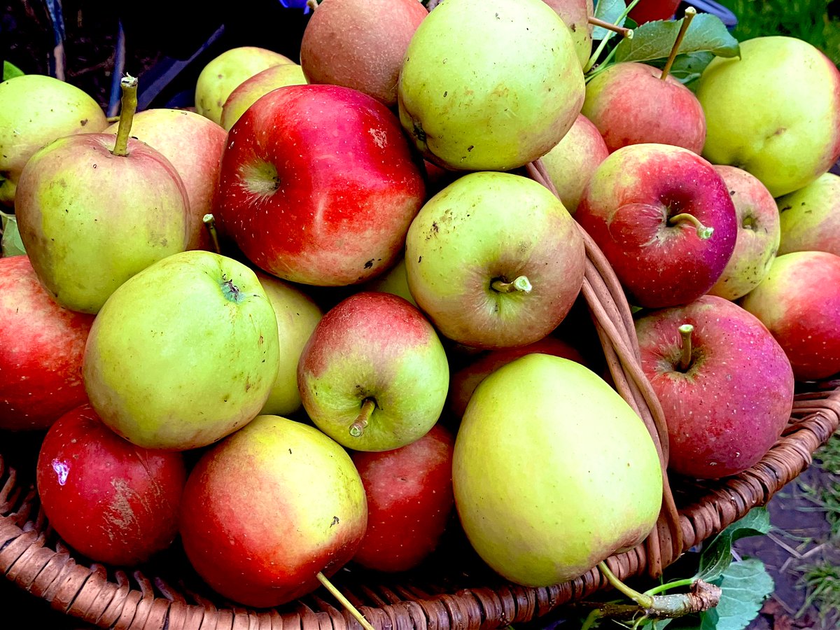 Yesterday I was called a “Welsh Witch” that left me a bit miffed, but today just 2 mins into my walk I’d spotted 2 plants to poison folk, 1 to make a jam with, 1 to make a gin with &amp; another that’ll make you see pink elephants. So perhaps they had a point. Anyway ❤️ Happy Oct 1st