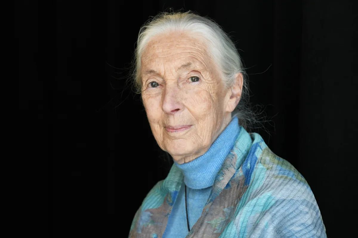 YahooNews's tweet photo. Breaking News: Jane Goodall, the most prolific primatologist of a generation, has died. She was 91 years old.

"The Jane Goodall Institute has learned this morning, Wednesday, October 1, 2025, that Dr. Jane Goodall DBE, UN Messenger of Peace and Founder of the Jane Goodall Institute has passed away due to natural causes," the institute said on social media. "She was in California as part of her speaking tour in the United States." https://t.co/GPN27oCn1w