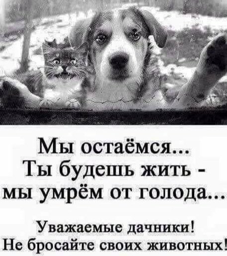 romanuhalov74's tweet photo. Собака - одно из немногих существ на этой планете, которое любит вас больше, чем себя. https://t.co/5RXUcefLvj