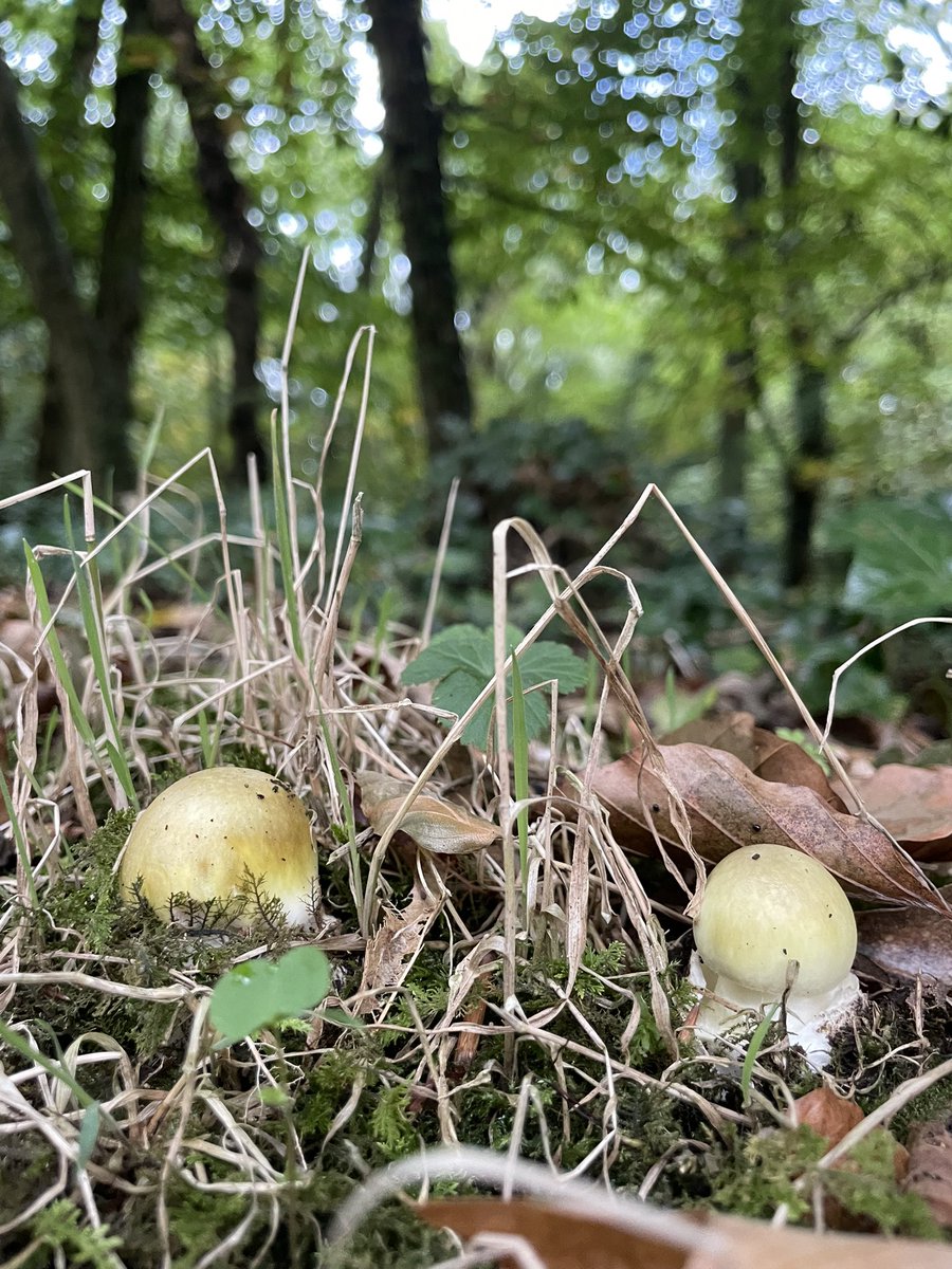DCKC87's tweet photo. Lots of death caps this year ☠️ #deathcap #mushroom #Newtownwoods #Tramore https://t.co/gJ3BjfggBP