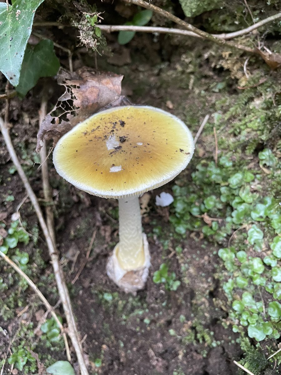 DCKC87's tweet photo. Lots of death caps this year ☠️ #deathcap #mushroom #Newtownwoods #Tramore https://t.co/gJ3BjfggBP