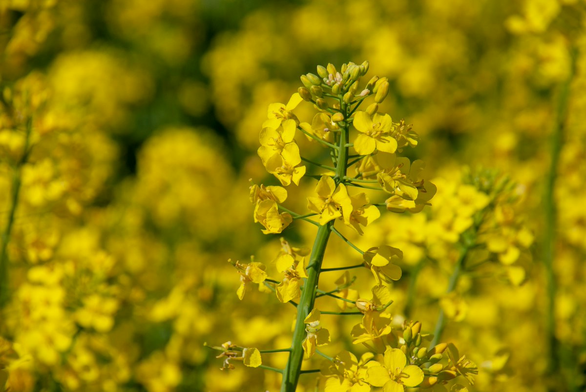 This week Sarah and Joe talk about canola production with Drs. <a href="/breannetidemann/">Breanne Tidemann</a> and Mike Cowbrough. They discuss winter vs spring cultivars, and the challenges associated with growing canola.

For more great crop protection content be sure to check out <a href="/CropNetwork/">Crop Protection Network</a> and <a href="/ncipmc/">North Central IPM Center</a>!🌱