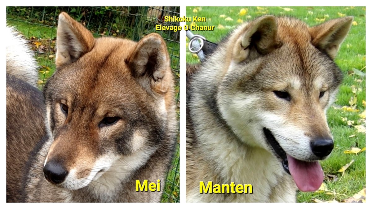 3 chiots visibles a la radio pour Mei 🥰🐺 Naissance prévue a partir de samedi 4 Oct. 😃
#四国犬 #shikoku #shikokuken #shikokudog #elevageshikoku #elevagecanin