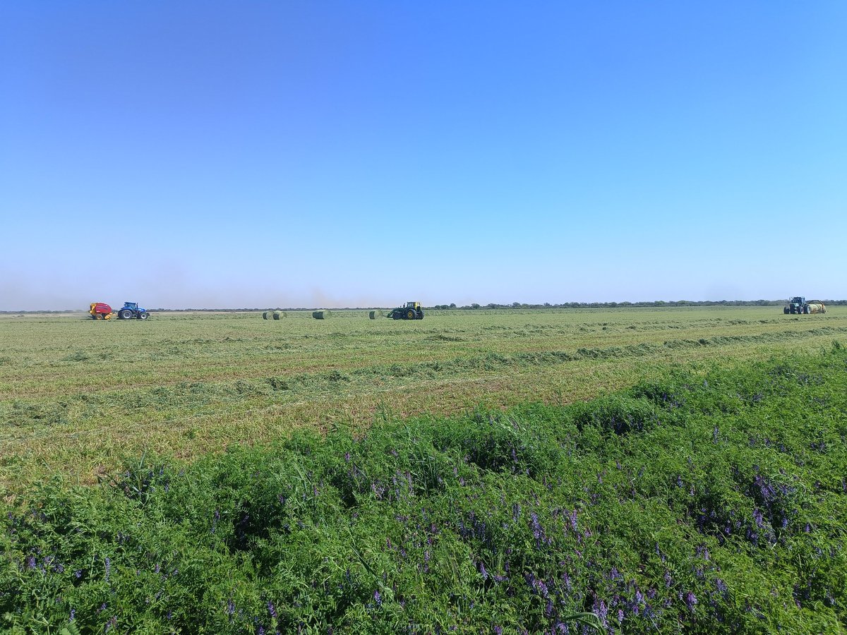 #Vicia para semilla, y primer corte de #alfalfa para exportación. 
Norte de San Luis, bajo #riego por #pivot central.

#centerpivotirrigation