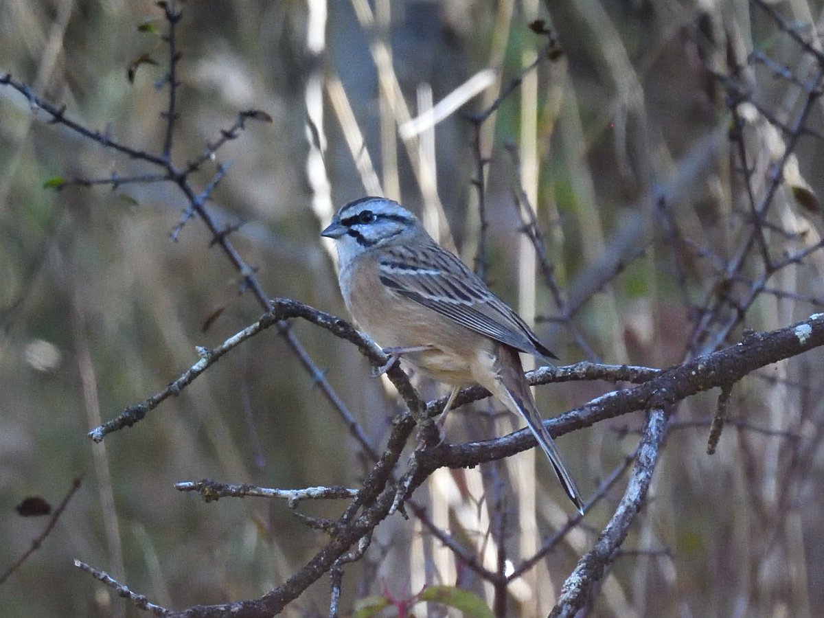 Walked up into the hills again today and found some more #RockBuntings Spanish #Pyrenees