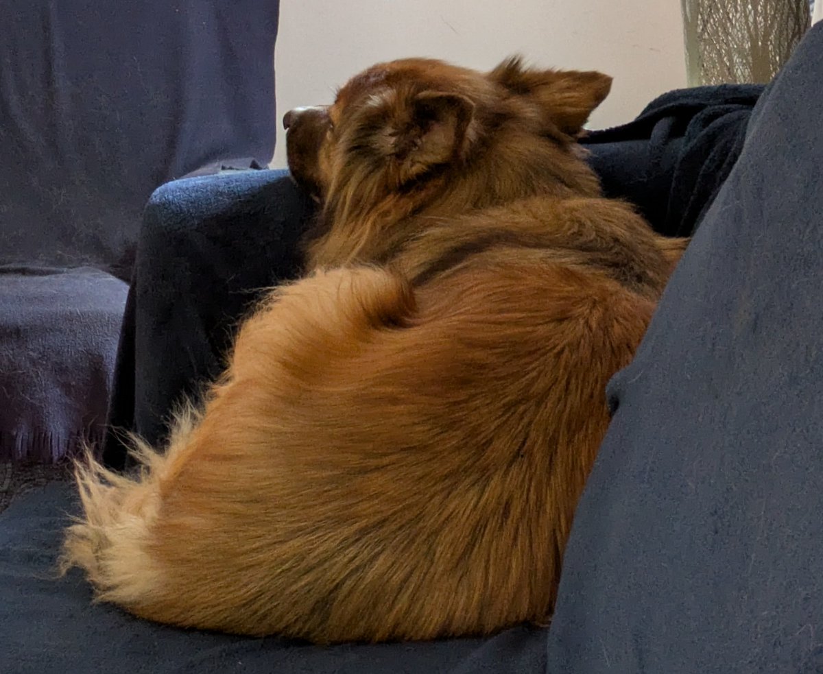 CamasTheCollie's tweet image. Morning snooze. I have let the pigeons and squirrels know that they are not welcome in the garden. 🐾🐾💤🐦🐿️🙂
#BorderCollie
#WorkingFromHome
#BreakTime
#WontLookWednesday