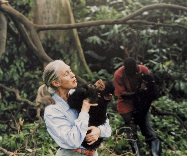 legendaarykay's tweet image. Jane Goodall lover of chimp