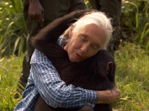 legendaarykay's tweet image. Jane Goodall lover of chimp
