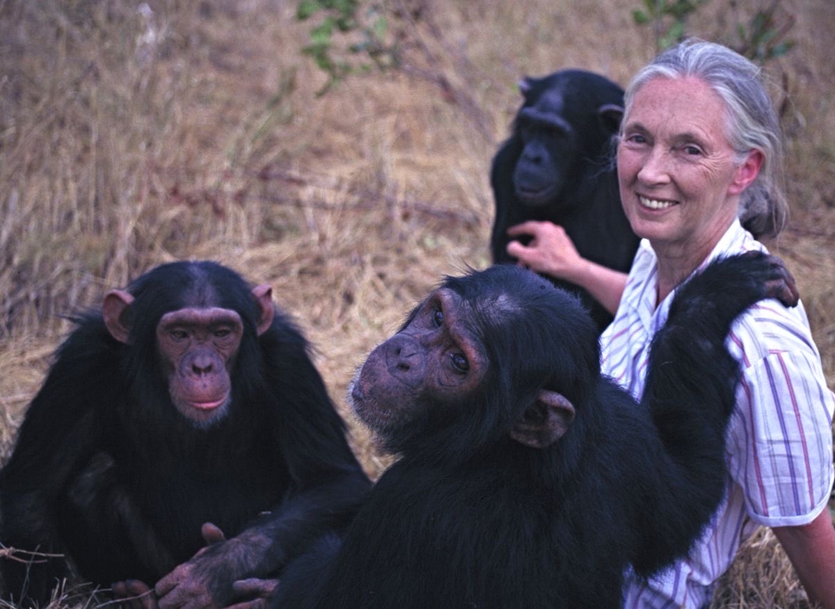 legendaarykay's tweet image. Jane Goodall lover of chimp