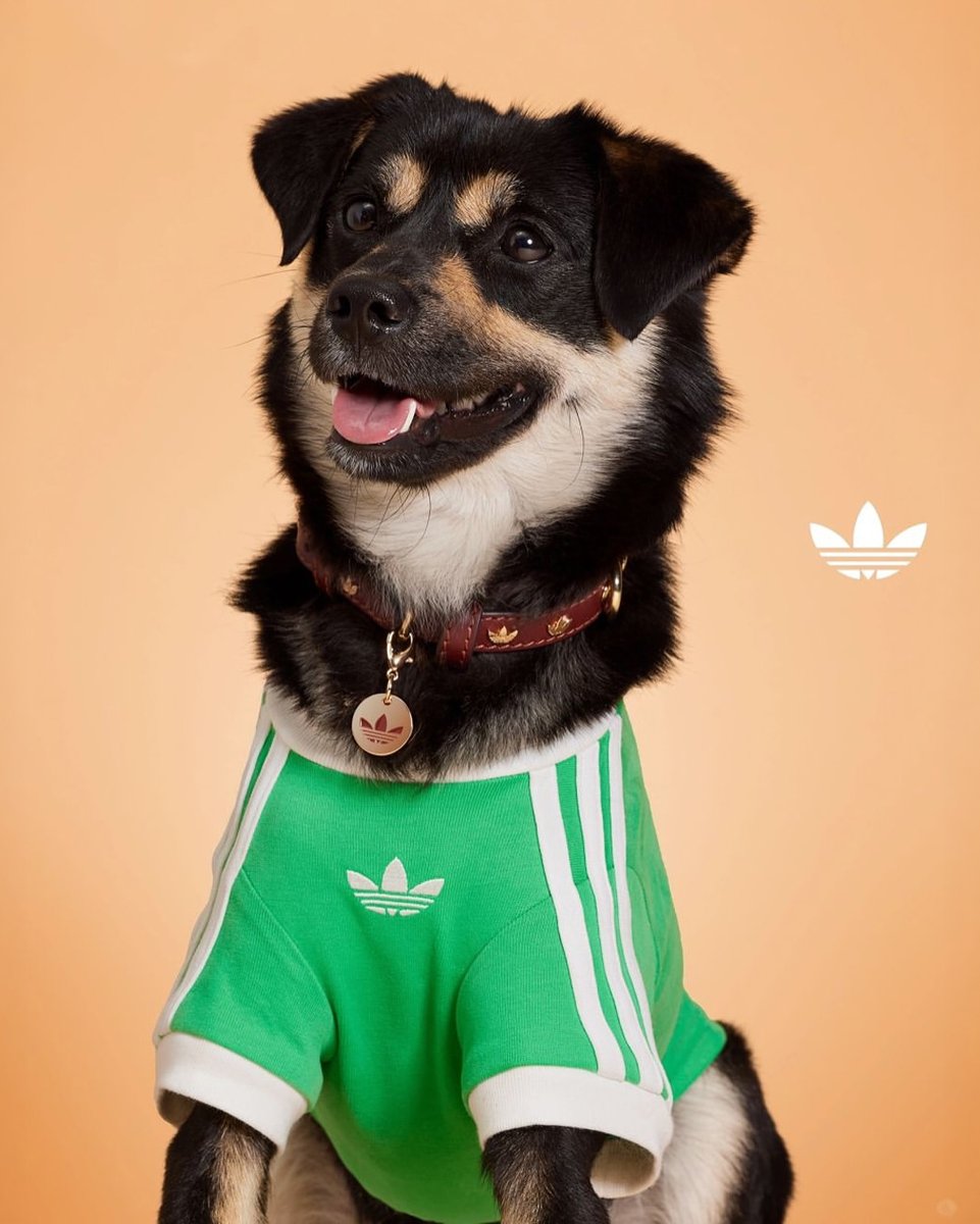 furbedz's tweet photo. Colección perruna.🐶💙

Adidas lanzó una colección para mascotas con estilo retro, solo estuvo disponible en China, pero nos hubiera encantado tenerla en nuestro país.

#adidas #petfriendly https://t.co/DhG3Wjjp9i