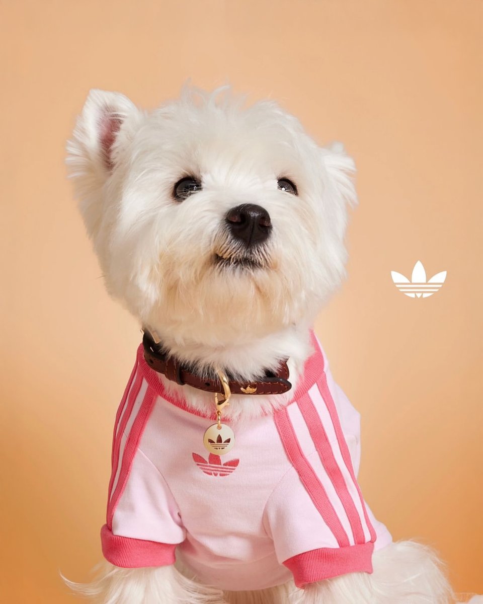 furbedz's tweet photo. Colección perruna.🐶💙

Adidas lanzó una colección para mascotas con estilo retro, solo estuvo disponible en China, pero nos hubiera encantado tenerla en nuestro país.

#adidas #petfriendly https://t.co/DhG3Wjjp9i