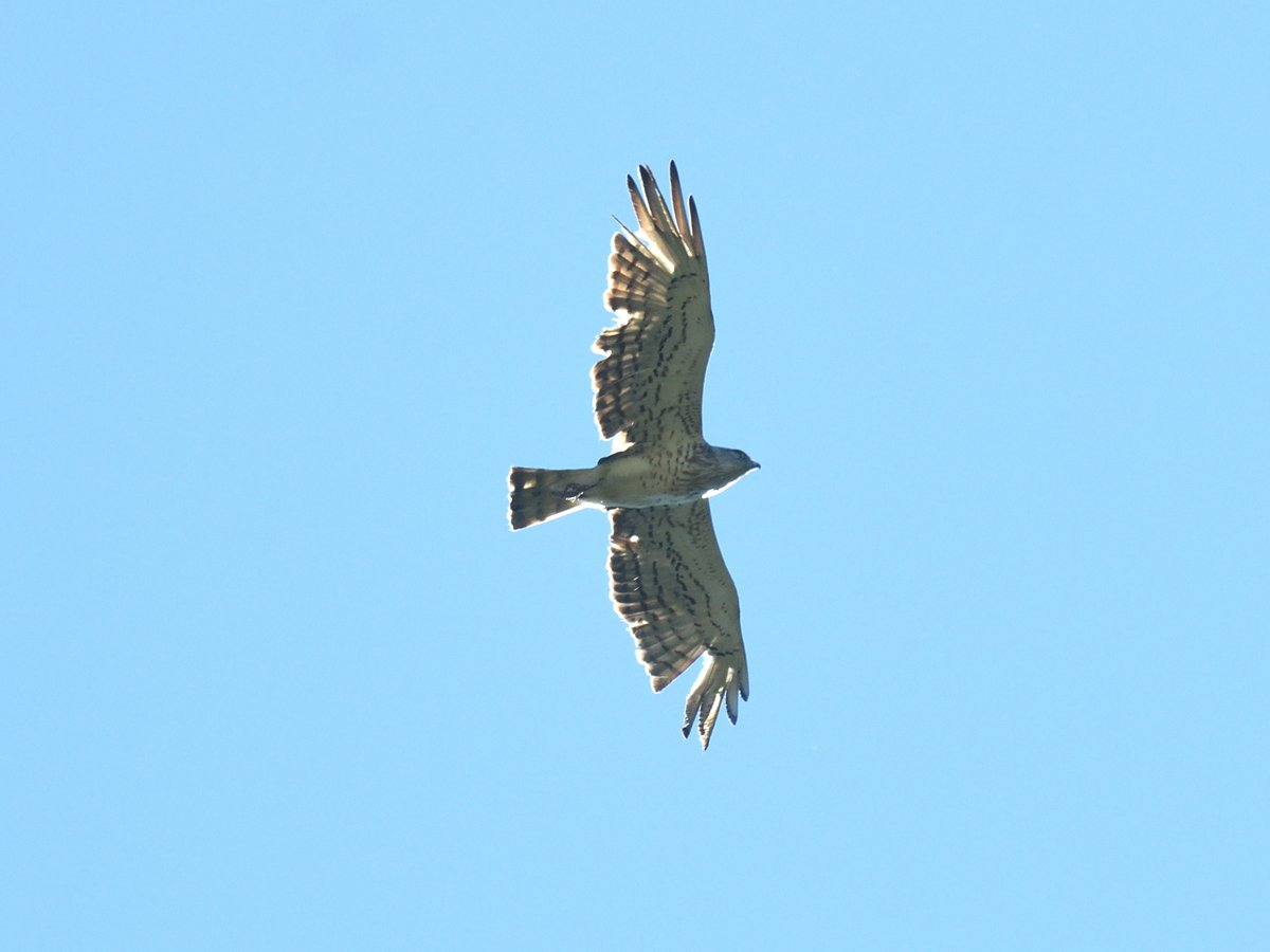 Two #ShortToedEagles flying very high above us today, one looking pristine, the other extremely tatty, looks as though someone's taken shots at it🤔Why would anyone want to shoot a snake eating eagle? unless they're either completely stupid or they adore snakes Spanish #Pyrenees