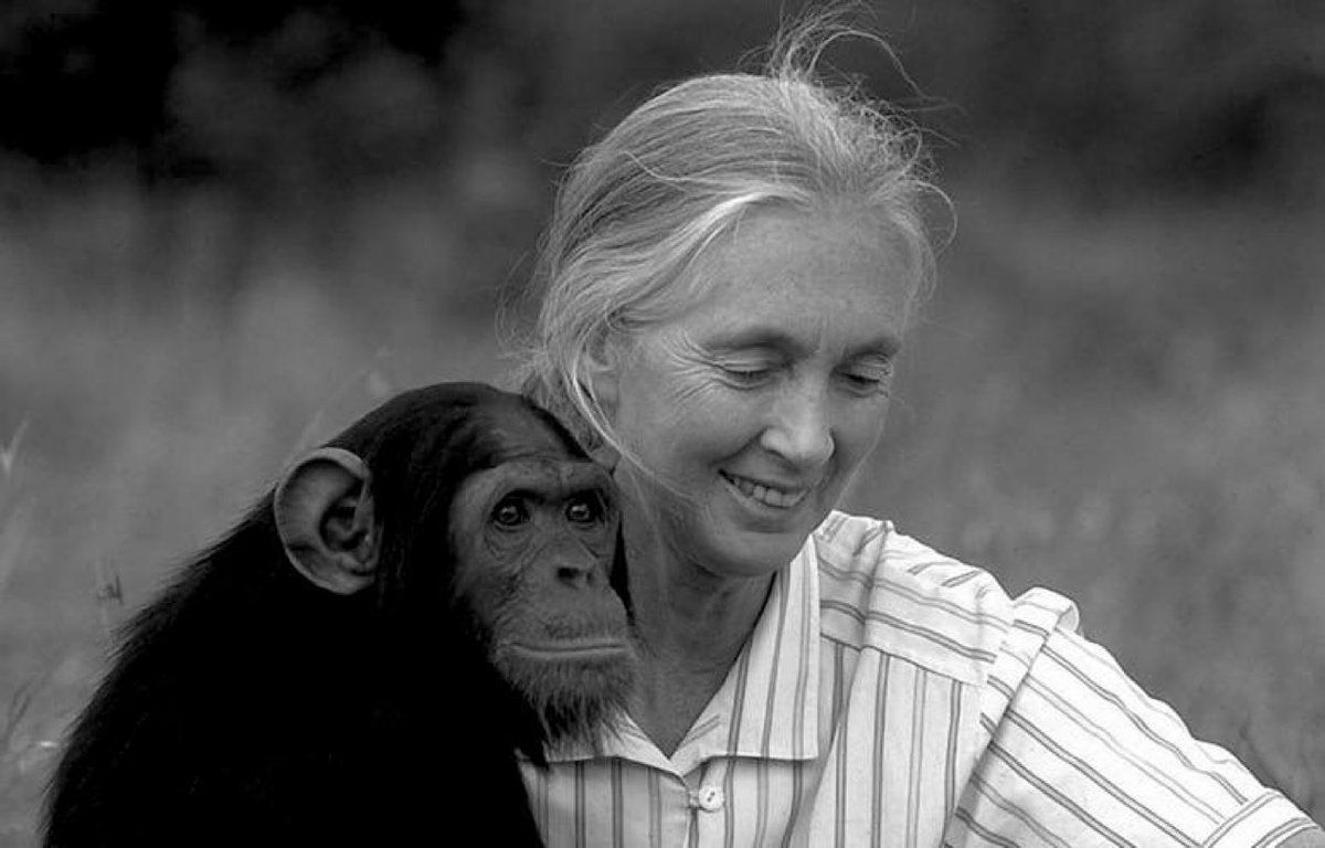 🇬🇧 | AHORA: Jane Goodall, renombrada conservacionista muere a los 91 años.