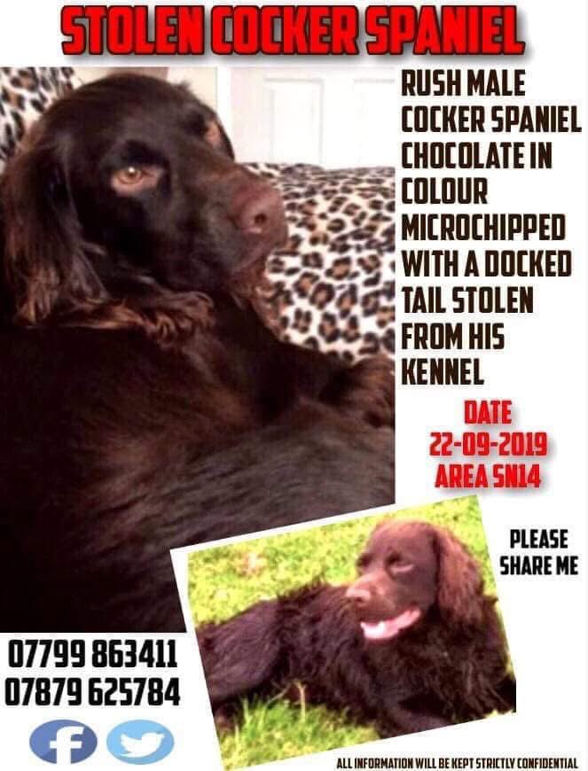 rosieDoc2's tweet photo. #SpanielHour
A FEW #longtimemissing ⬇️
#Stolen BRANDY 6/5/22 #Derbyshire
#Stolen LASSIE July 2020 #Stokesley
#Stolen RUSH 22/9/19 #SN14
#Stolen AMBER 27/5/22 #Devon
DONT FORGET THEM PLEASE
@muddypawscrime @qu1ncey @alid2912
@BitofDecorum @juliagarland73 @linda_kinnon https://t.co/4pDcqpnkap