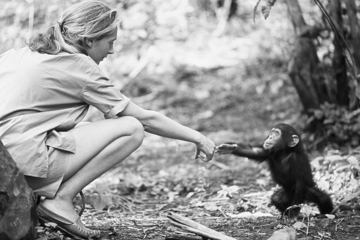 “Only if we understand, can we care. Only if we care, we will help. Only if we help, shall all be saved.”

RIP Jane Goodall