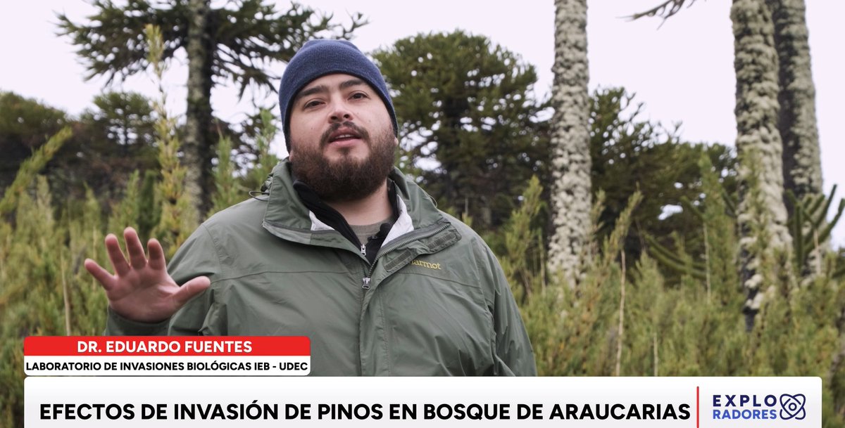 ExploradoresTvn's tweet photo. ¡En vivo ahora por las pantallas de #24HorasTVN
En #Exploradores2025 de átomo al cosmos, la Dra. Olga Barbosa y el Instituto de Ecología & Biodiversidad @IEBChile nos muestran:
📌 soluciones basadas en la naturaleza para transformar al sector agrícola en un aliado de la conservación. 
📌 Cómo el avance del pino contorta, especie invasora, ha cambiado el equilibrio de un ecosistema único, aumentando el riesgo de incendios y reduciendo la biodiversidad.
📌Los secretos de la Pampa del Tamarugal, que alguna vez fue un bosque 🏜️🌳