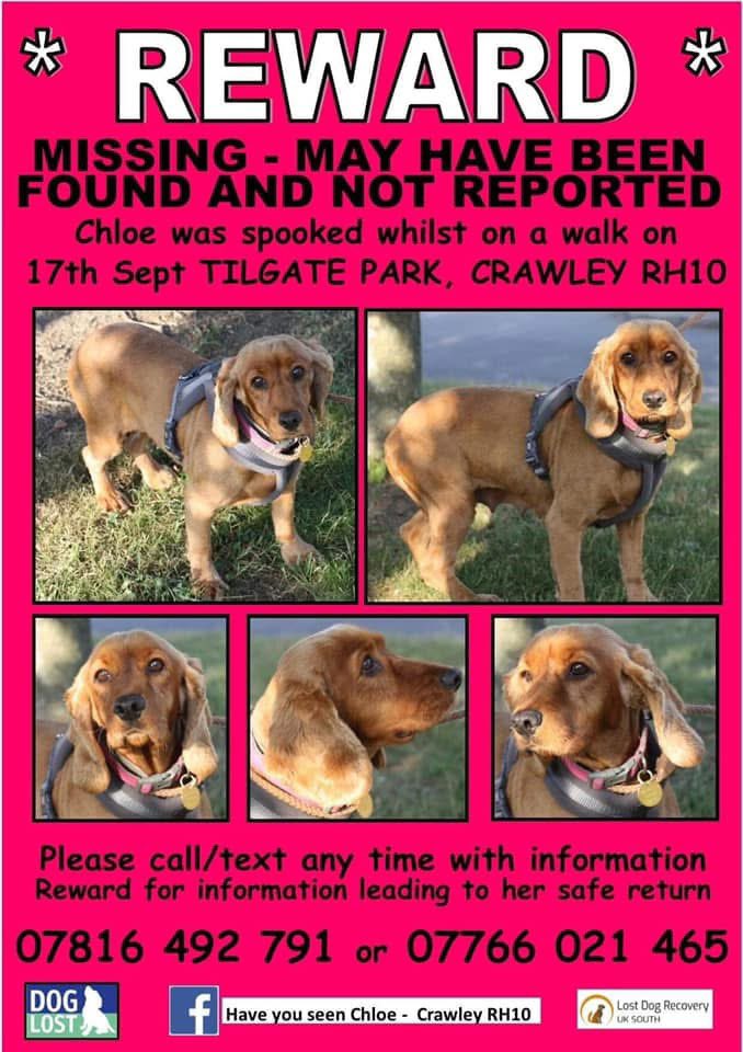 rosieDoc2's tweet photo. #SpanielHour
More #longtimemissing
#Theftbyfinding ⬇️
CHLOE September 2019 #RH10
OXO 23/9/18 #DL8
WILLOW #Stolen September 2018
BARLEY missing/stolen ? 10/1/17 #NR17
Keep 👀 please
@qu1ncey @JacquiSaid @ZuccoIsMissing @juliagarland73 @muddypawscrime @BryantDjbryant https://t.co/TIFK5hVCY3