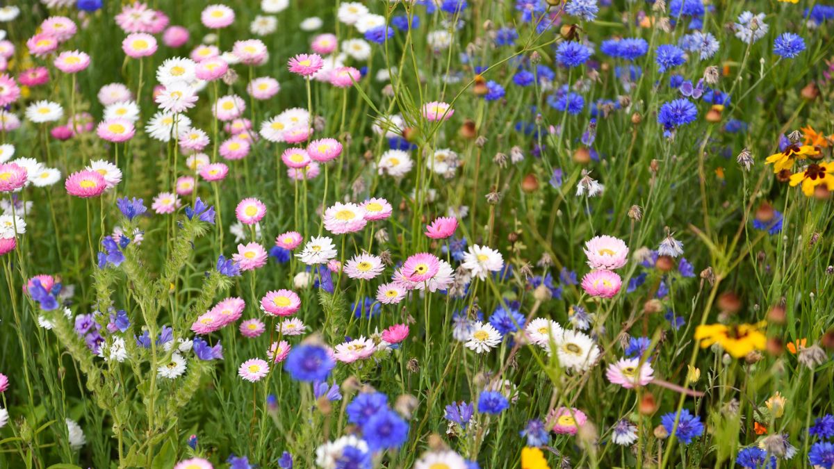 Thompson & Morgan tweet media