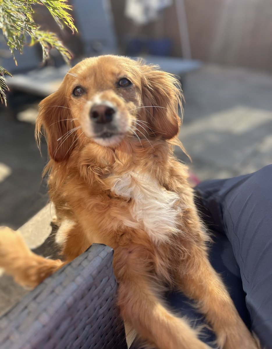 millypod1's tweet image. 🆘29 SEPT 2025 #Lost Maisie #ScanMe
NERVOUS Cross Breed Female
Near the crossroads on the cycle path between #Seaton and #Ryhope #SR7 #CountyDurham
County #Seaham #TyneandWear
doglost.co.uk/dog/200253