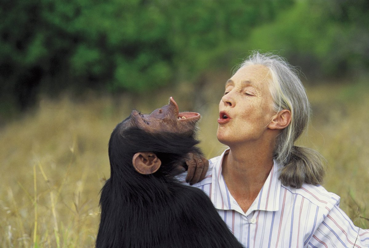 Hay muertes que realmente dejan un vacío en el mundo…

Hoy murió Jane Goodall, la primatóloga británica famosa por su trabajo con chimpancés a los 91 años…

Una de las mujeres más increíbles de la historia 😔

1/2