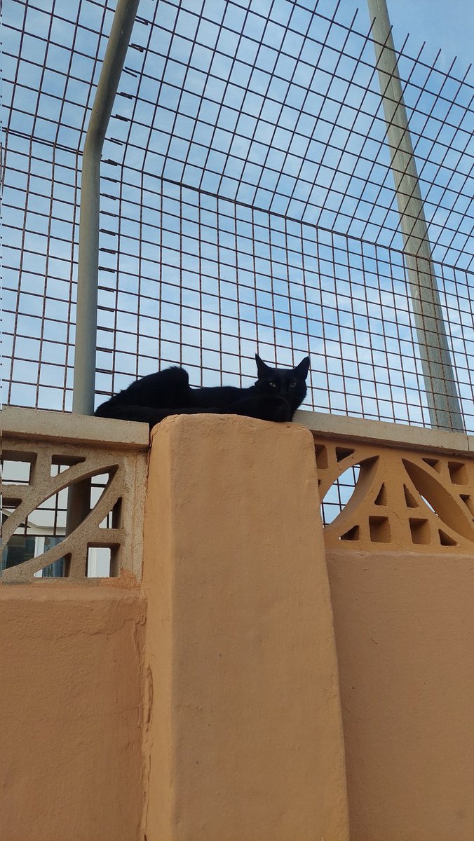 obsessed with this cat....pspspspsps