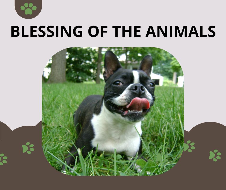 In celebration of the Feast Day of St. Francis of Assisi, St. Alice will hold a "Blessing of the Animals" prayer service in the east side parking lot at St. Alice on Saturday, Oct. 4 at 11am.

All pets are welcome on leashes or in carriers!