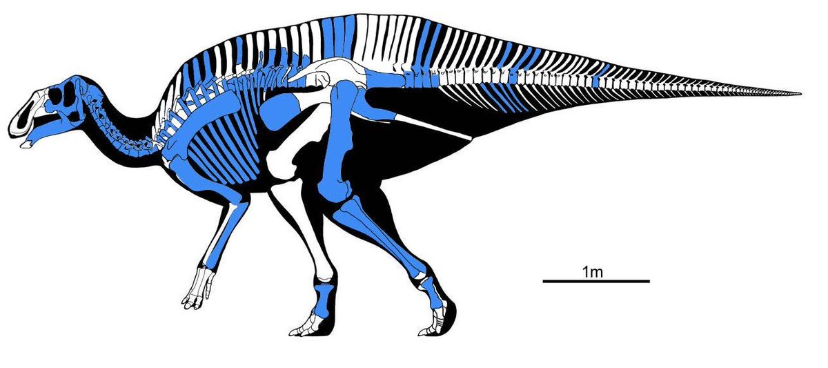 New #hadrosaurid from #NewMexico #Ahshislesaurus.  Potentially part of a new clade, it increases the diversity of saurolophine hadrosaurids while adding further proof to the notion of latitudinal variation in dinosaur faunas.

researchgate.net/publication/39…