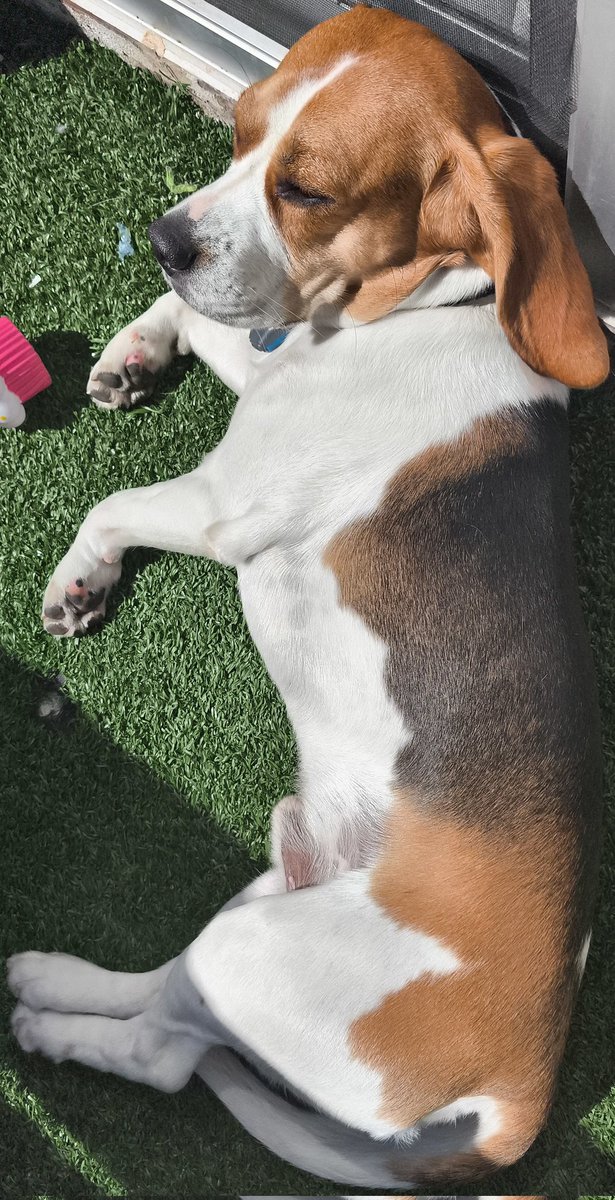 Perrito fotovoltaico 🔋