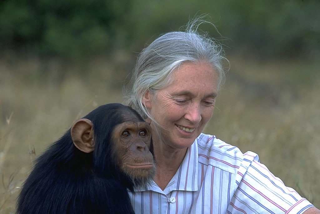 She was a paragon, an example for humanity.
She was an enrichment for research, for animal rescue.
She was an animal advocate, known beyond our generations.

Jane Goodal passed away peacefully, dies at age 91. 

R.I.P Jane, you will be missed.